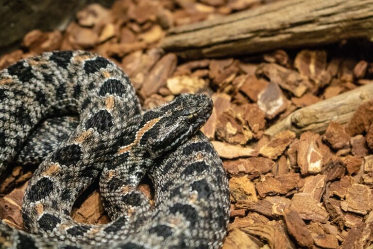 Dusky pygmy rattlesnake