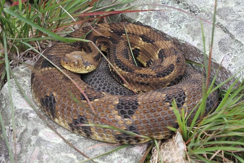 Timber Rattlesnake