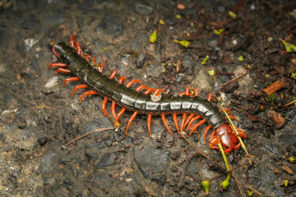 Wa Creature 10 Venomous Creatures Living In Washington You Need To Know About
