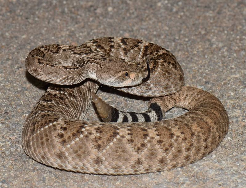 Western Rattlesnake