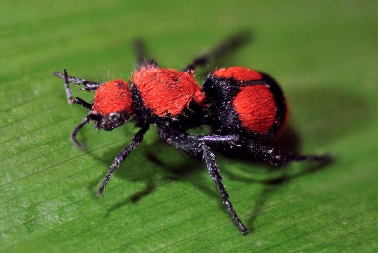 Hymenoptera- Velvet Ant