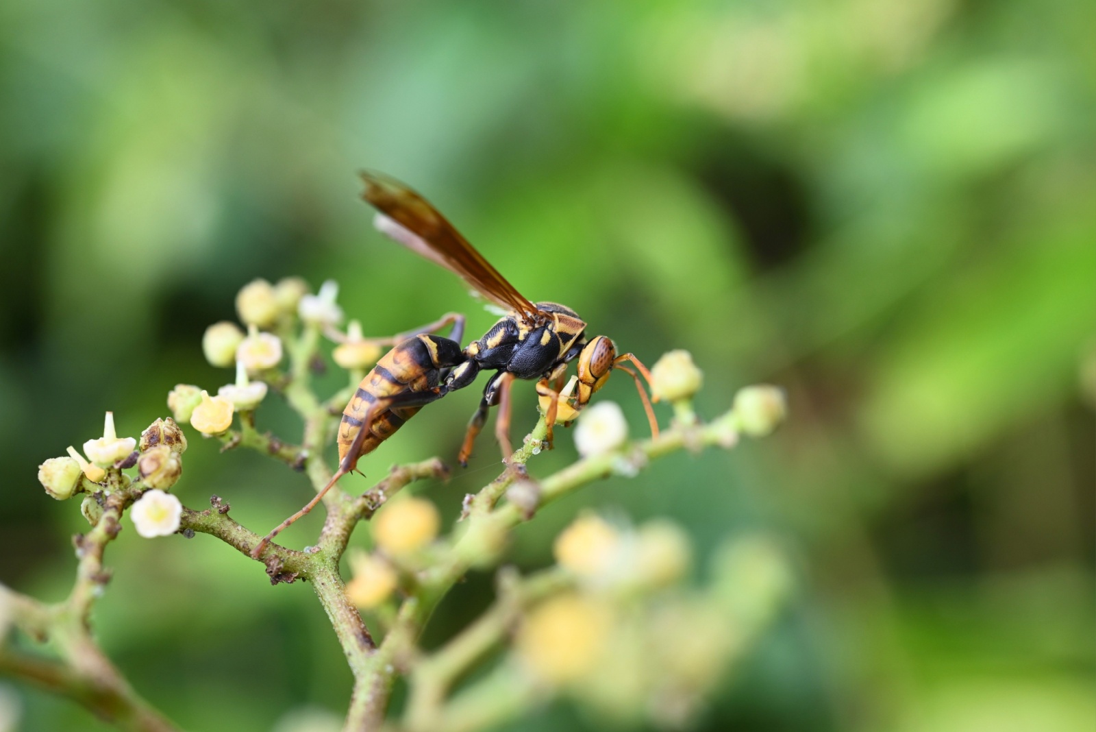 10 Venomous Creatures Lurking Around Oregon You Should Know About