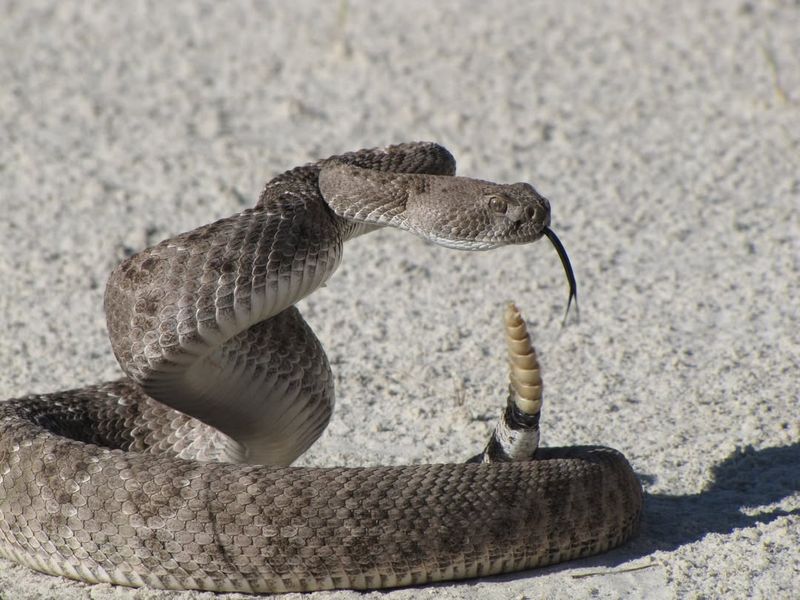Western Rattlesnake