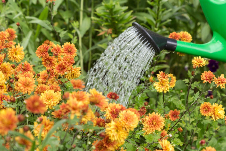 watering mums (featured image)