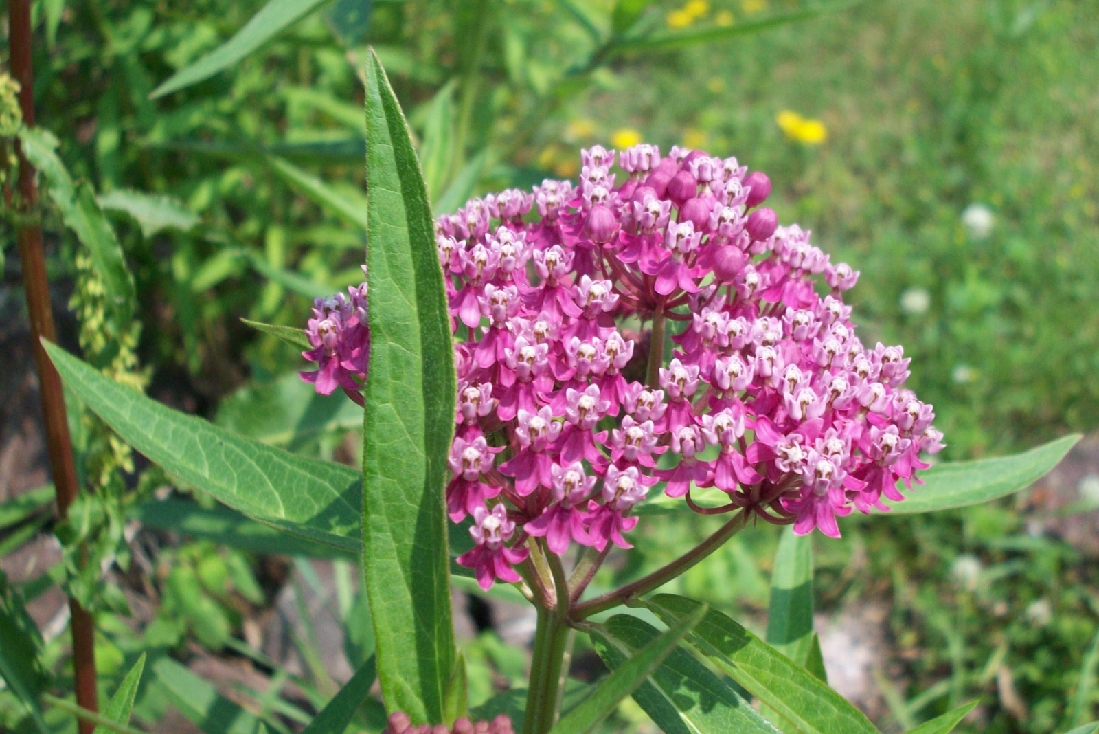 10 Ways Milkweed Can Challenge Or Help Your Landscape In California