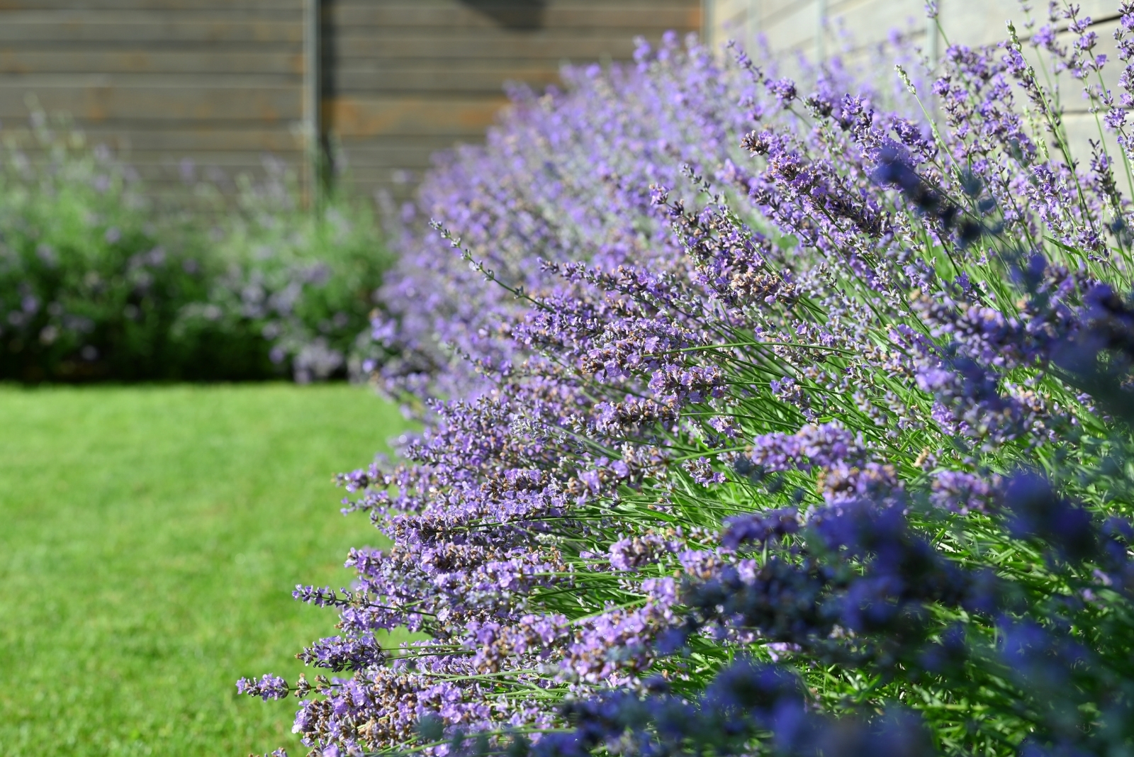 10 Ways To Improve Soil For More Lavender Flowers In Texas