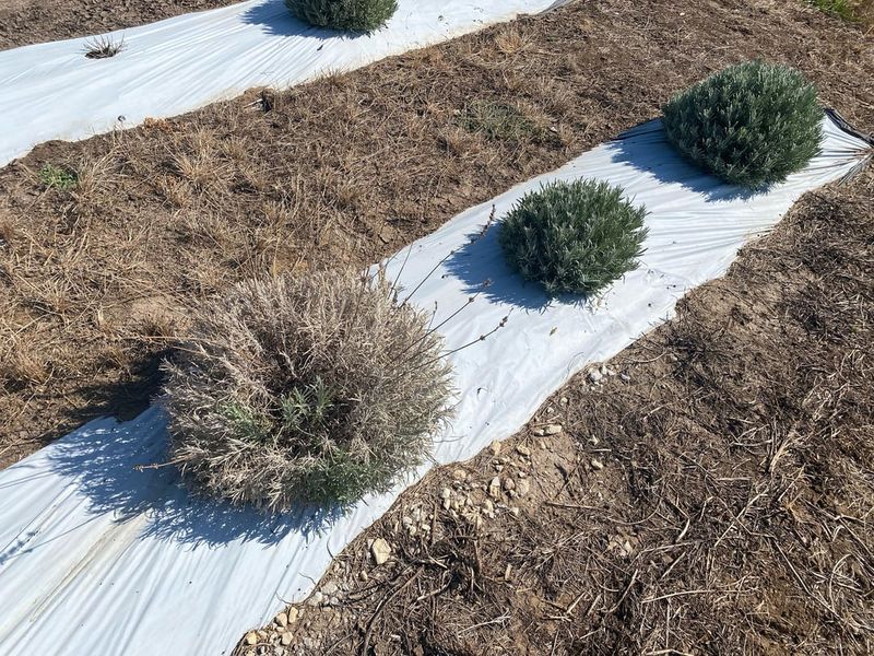Add Limestone to Raise pH Levels