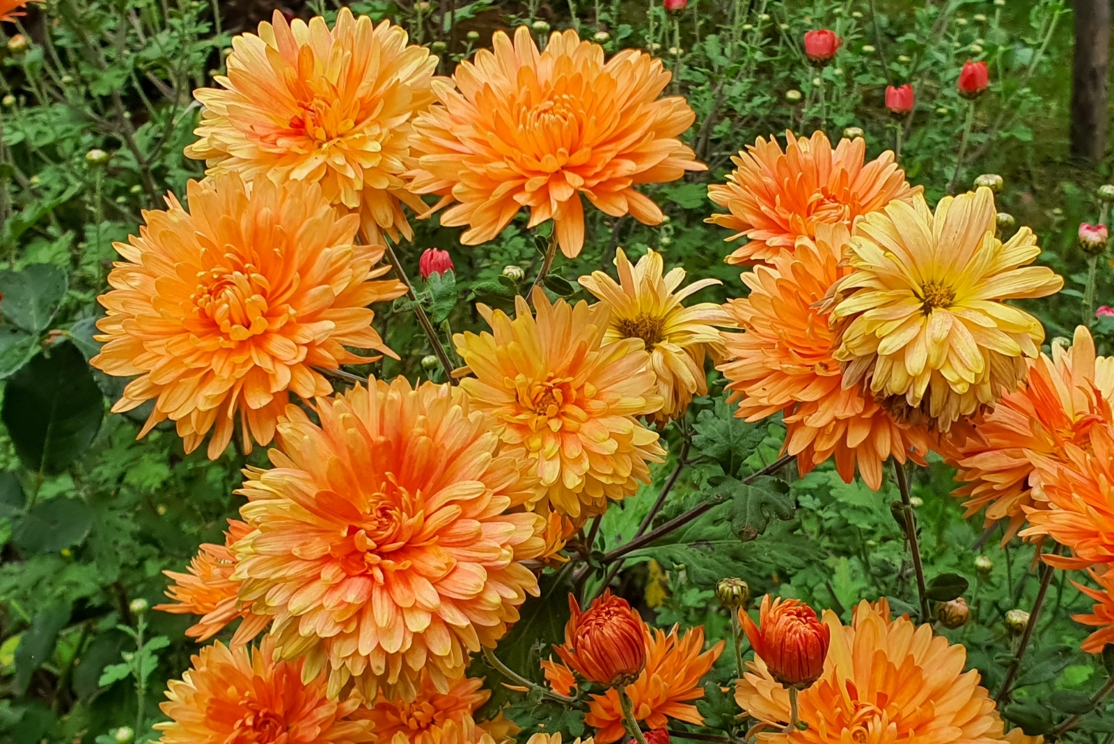 10 Ways To Make Mums Last All Fall In Maryland Without Crispy Leaves