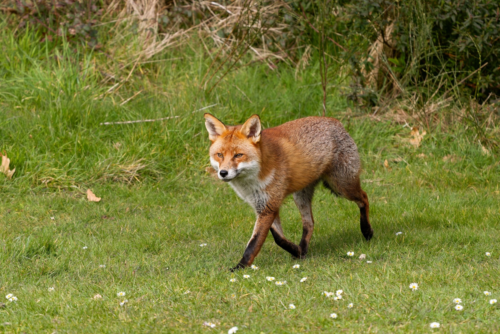 10 Wild Animals Adapting To City Life In Mississippi (And Probably Your Backyard)