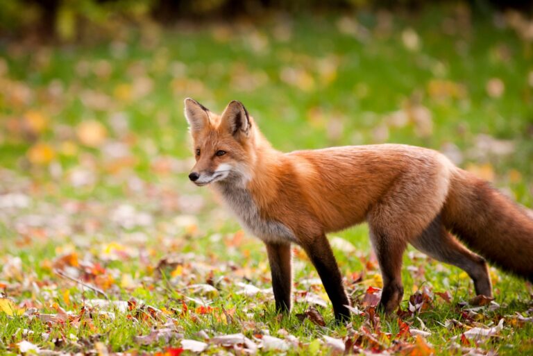 red fox
