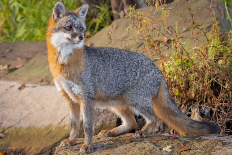 gray fox
