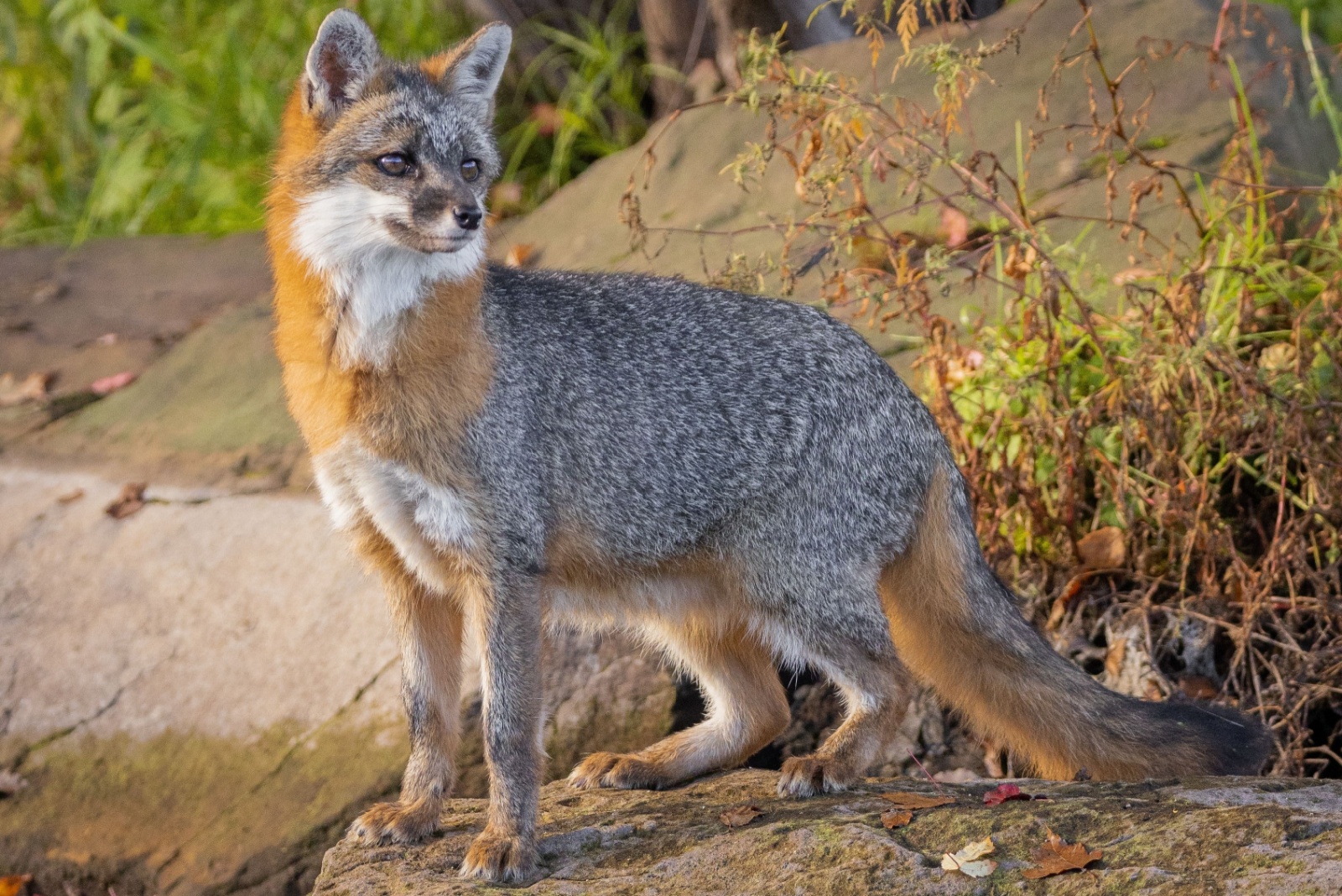 gray fox