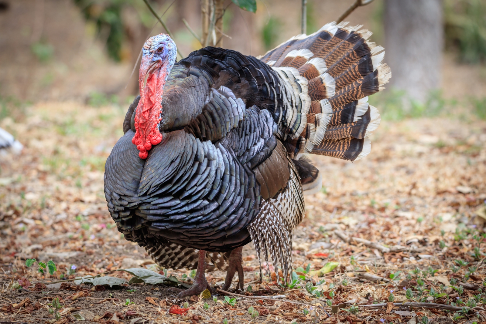 wild turkey