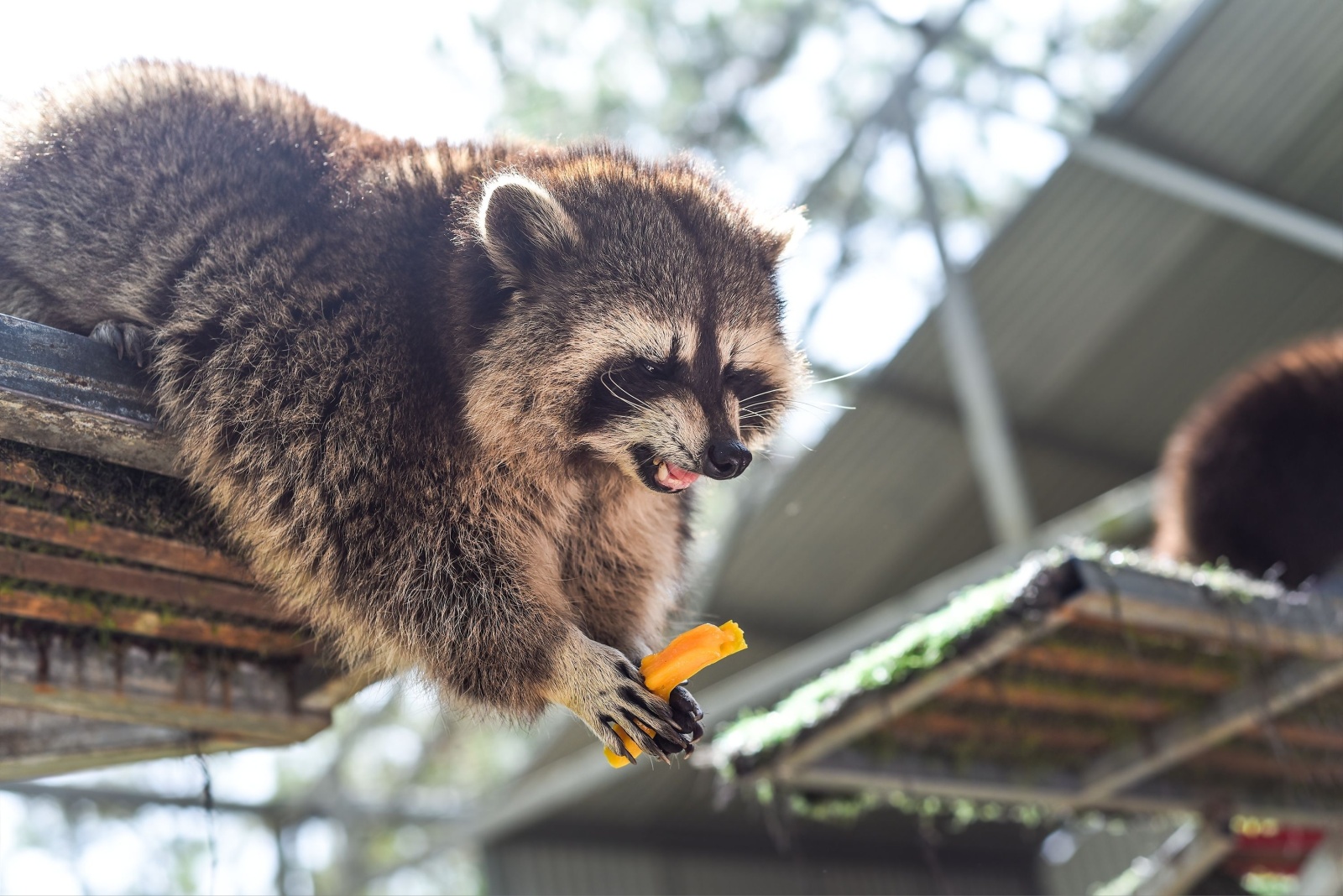 10 Wild Animals Thriving In Indiana Cities That Might Already Be In Your Backyard