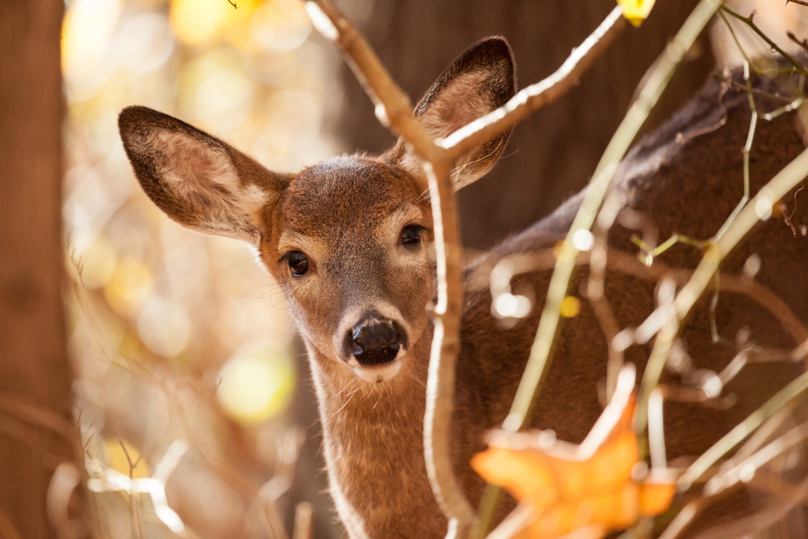 10 Wild Animals Thriving In Michigan Cities That Could Be Living In Your Backyard