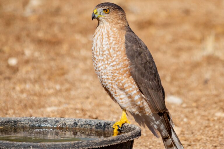 Coopers hawk