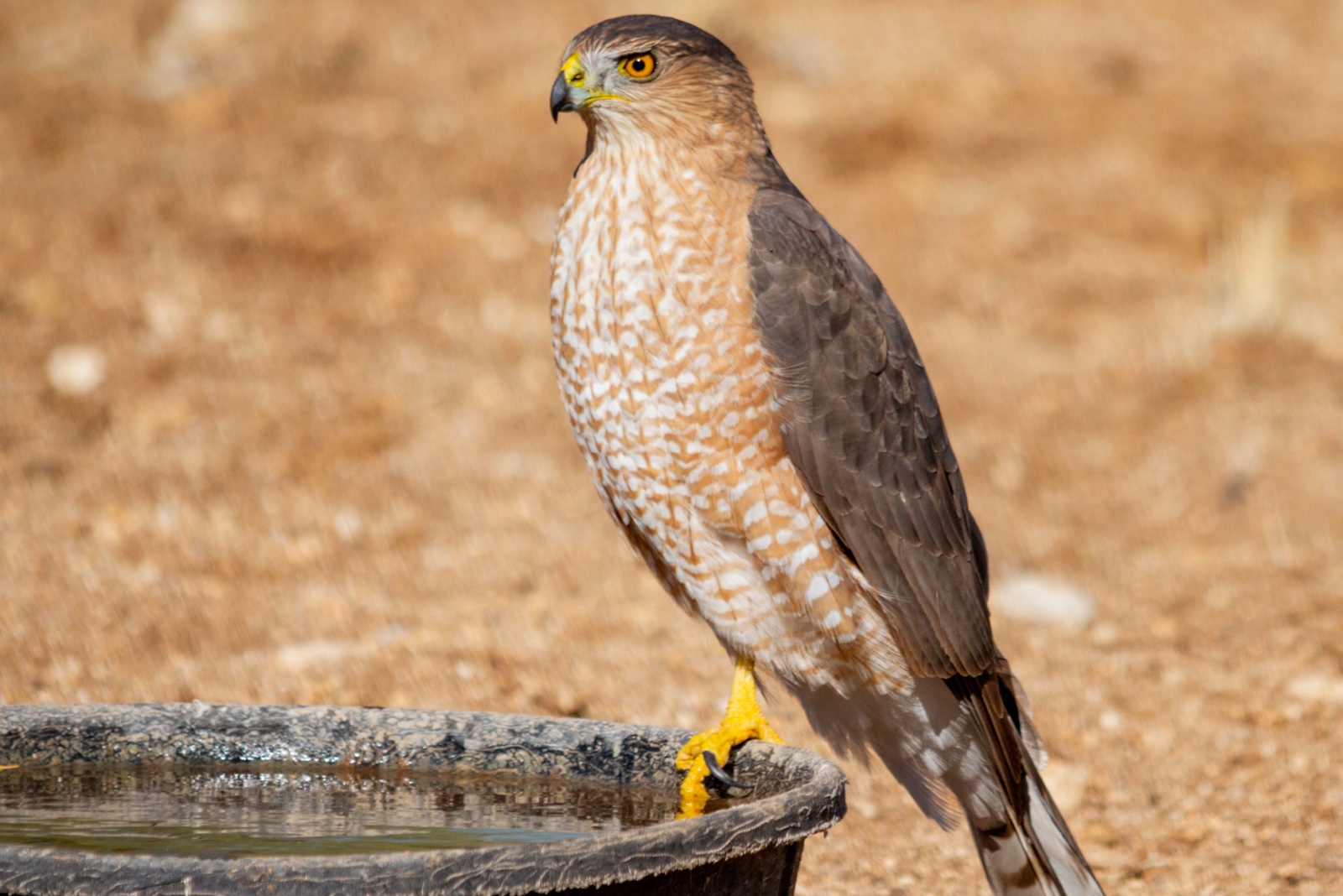Coopers hawk