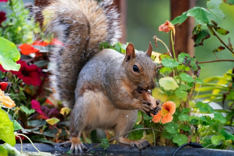 A Gray Squirrel arrives at the garden bird bath