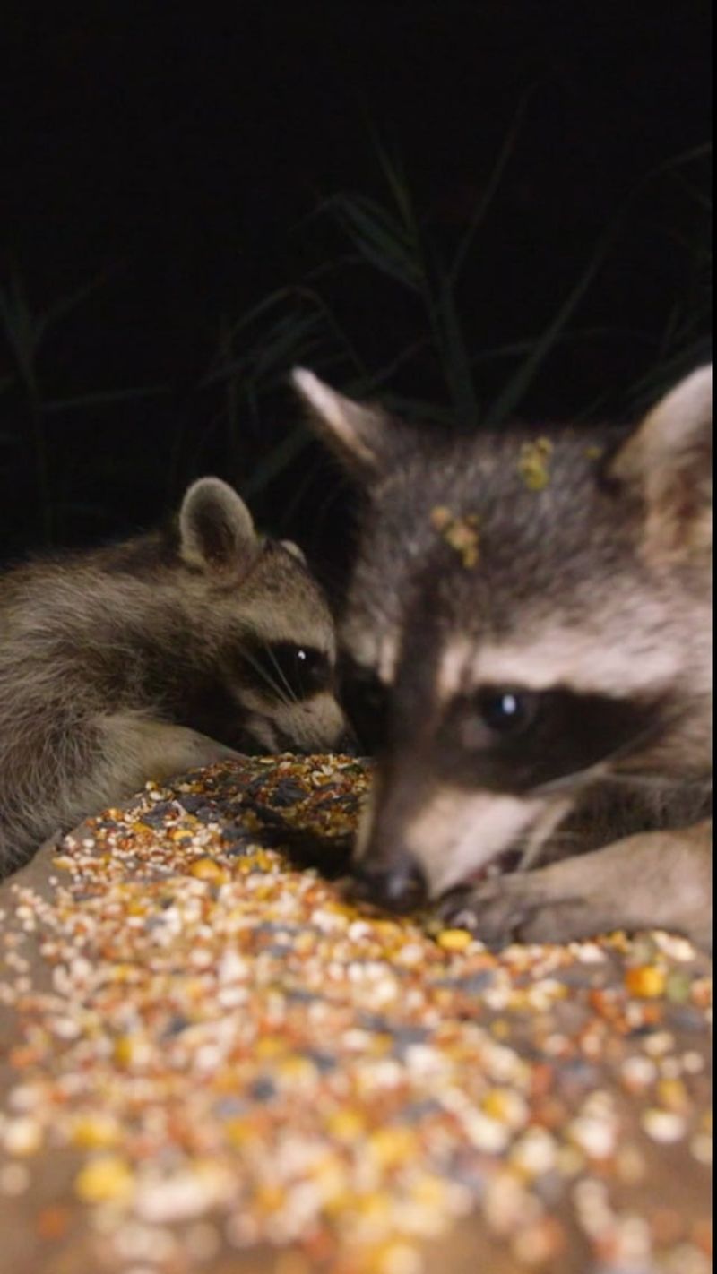 Raccoons Raiding Bird Feeders