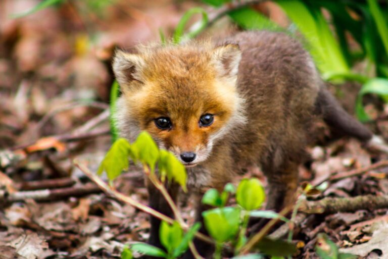 red fox cub