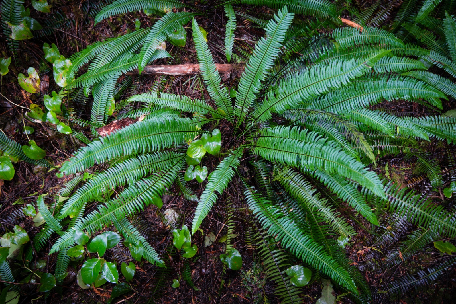 10 Woodland Plants Perfect For Shady Areas In Oregon Gardens