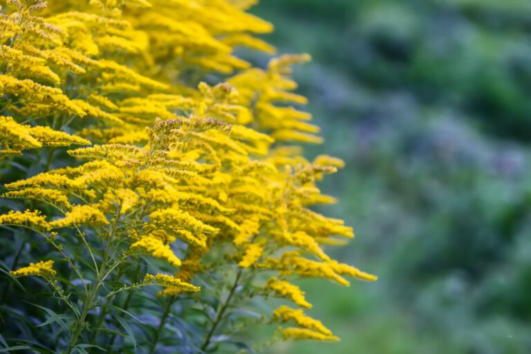 Yellow flowers of goldenrod