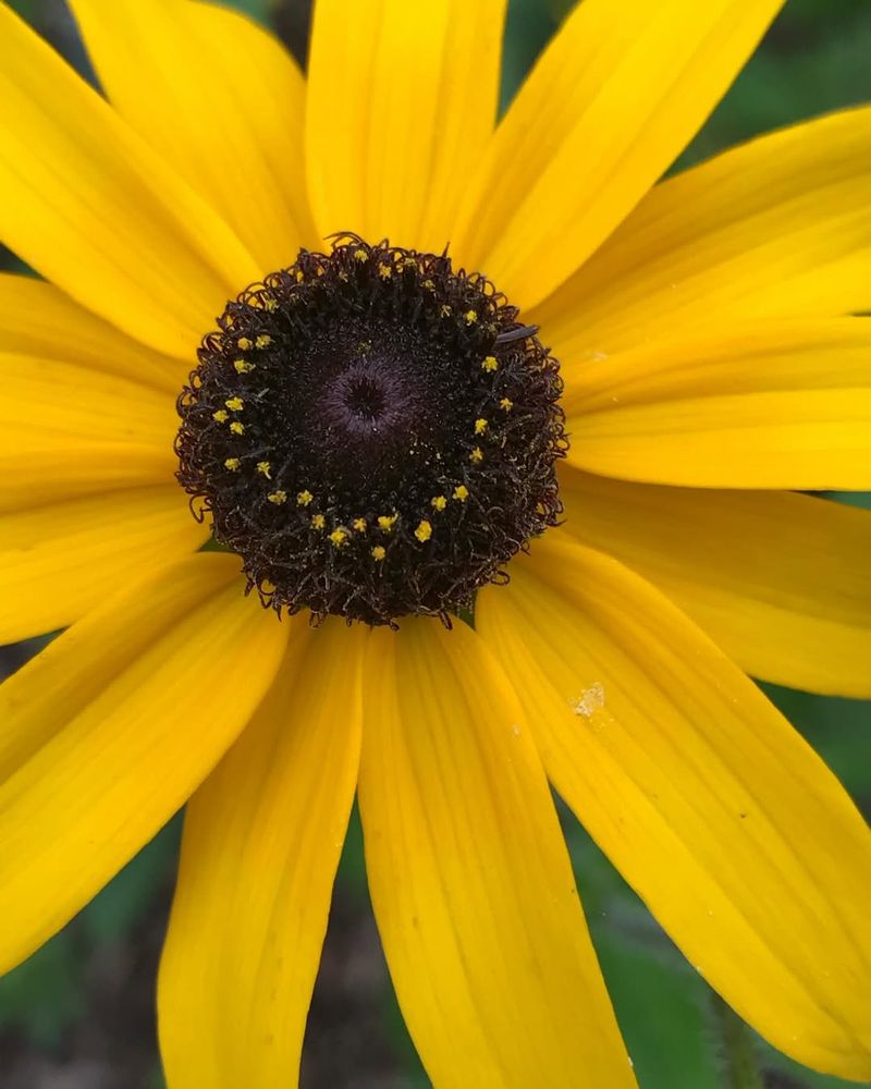 Black-Eyed Susan