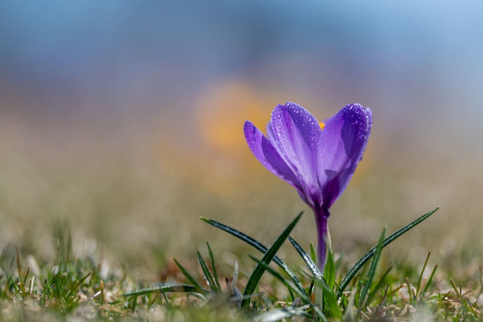 Blooming Crocus sativus flower in grassy valley