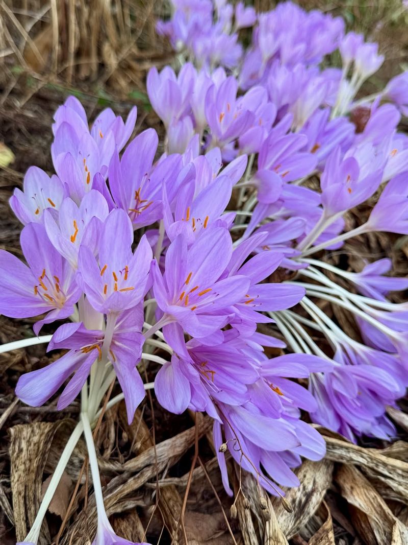 Autumn Crocus (Colchicum)