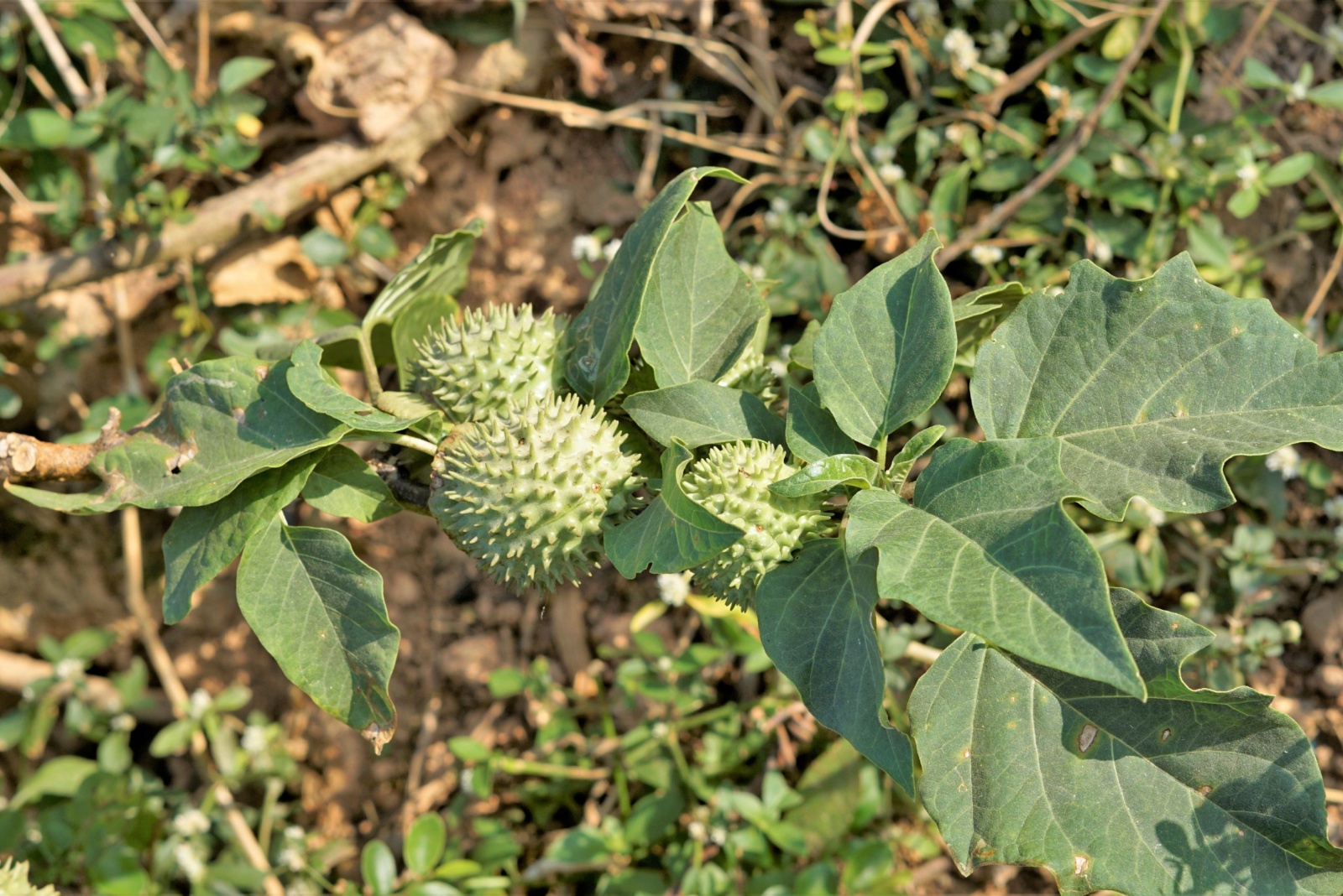 Fruits of Datura stramonium also known as moon flower or thorn apple