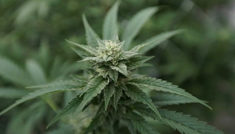 Cannabis (Marijuana)