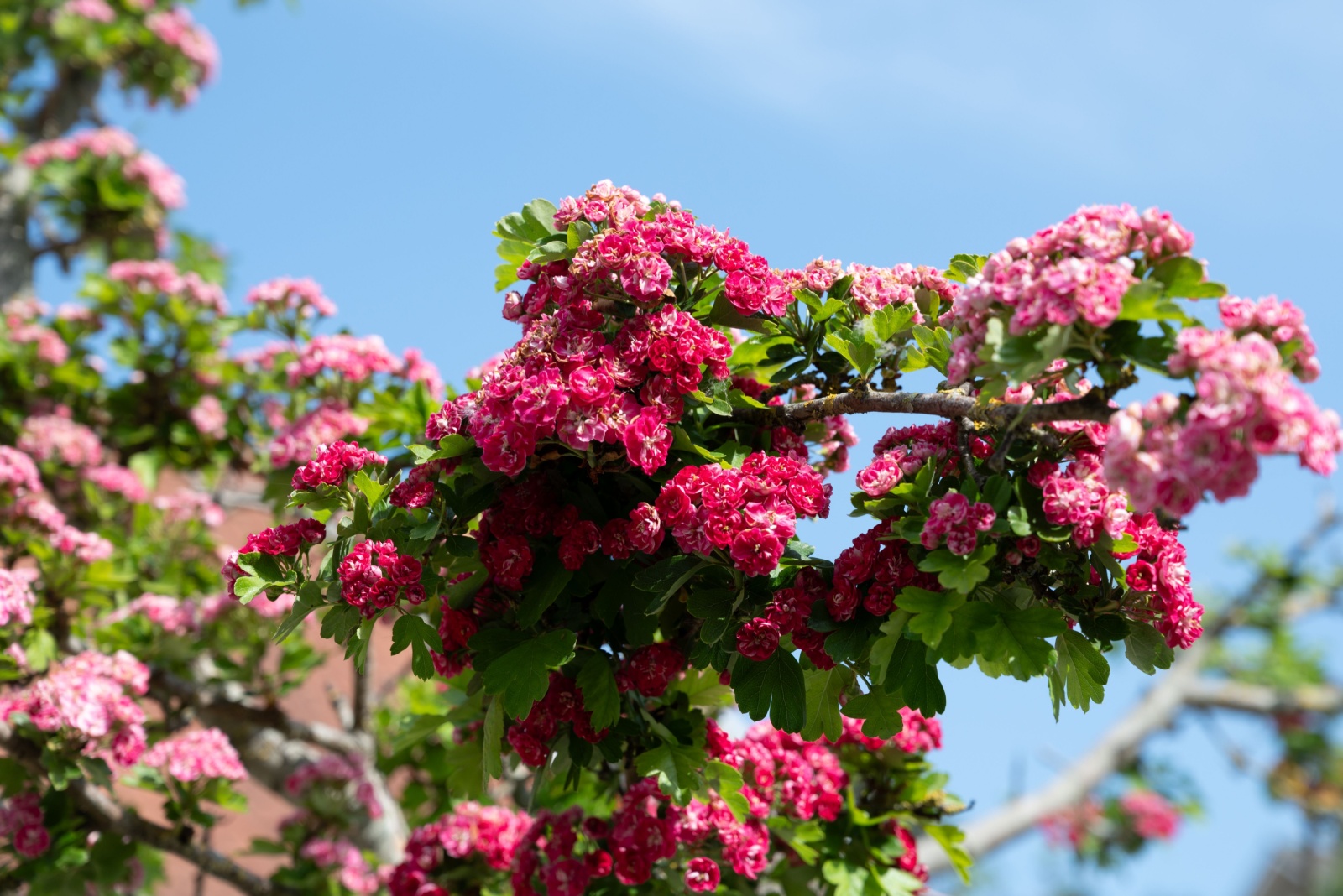 English hawthorn