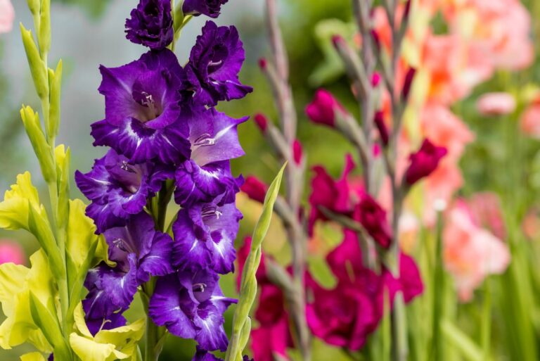 gladiolus flowers