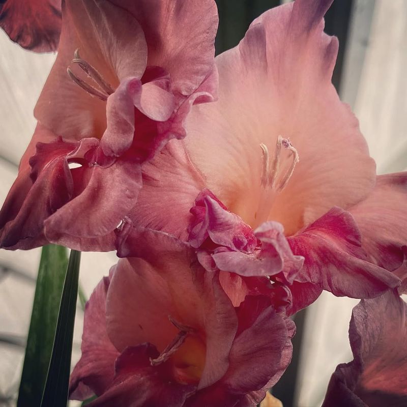 Gladiolus