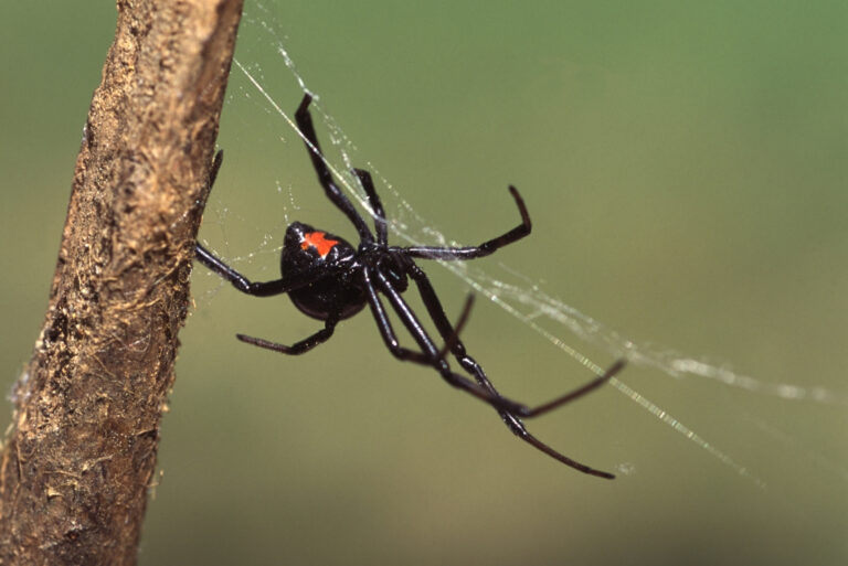 black widow spider (featured image)