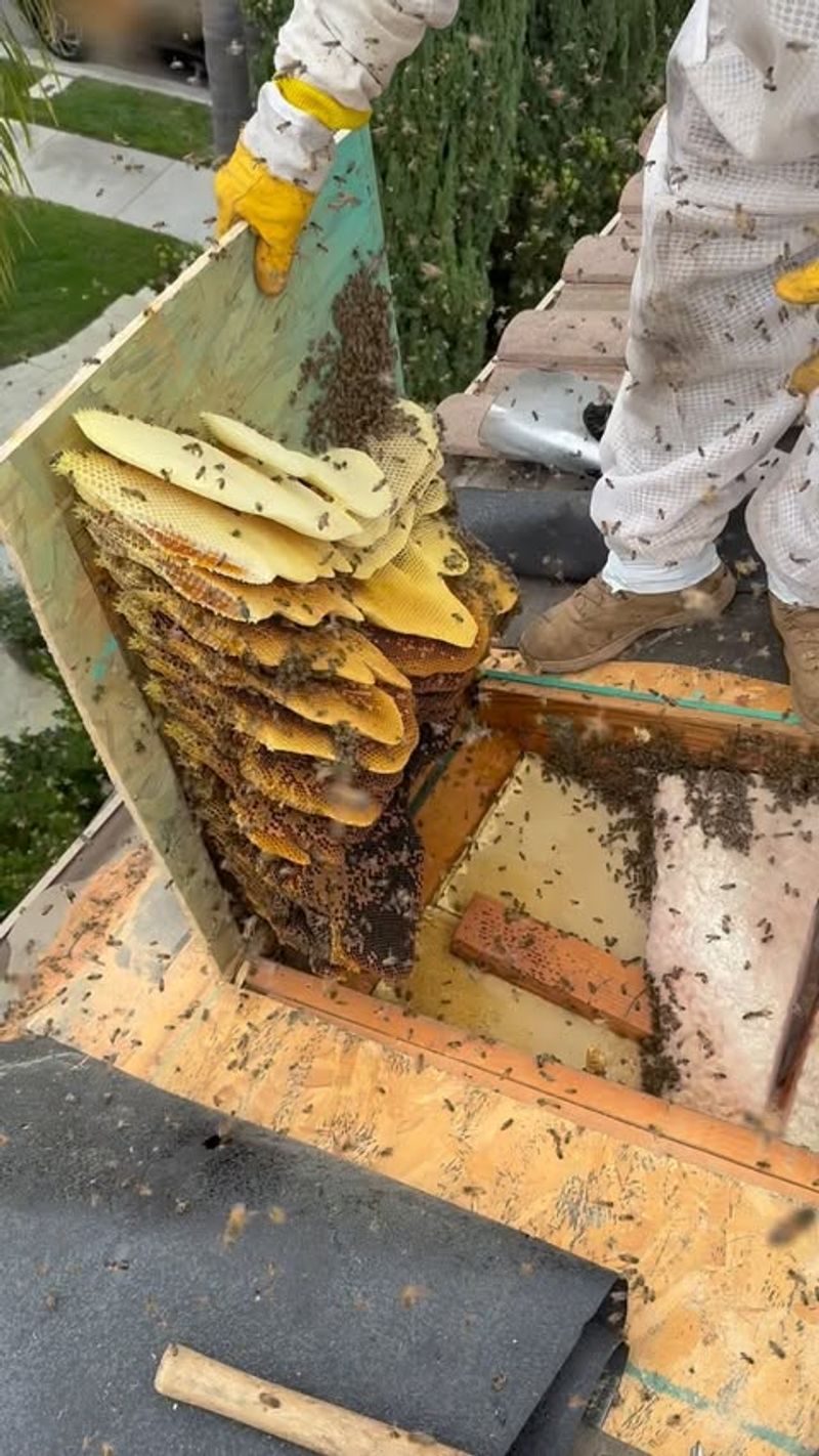 Africanized Honey Bees
