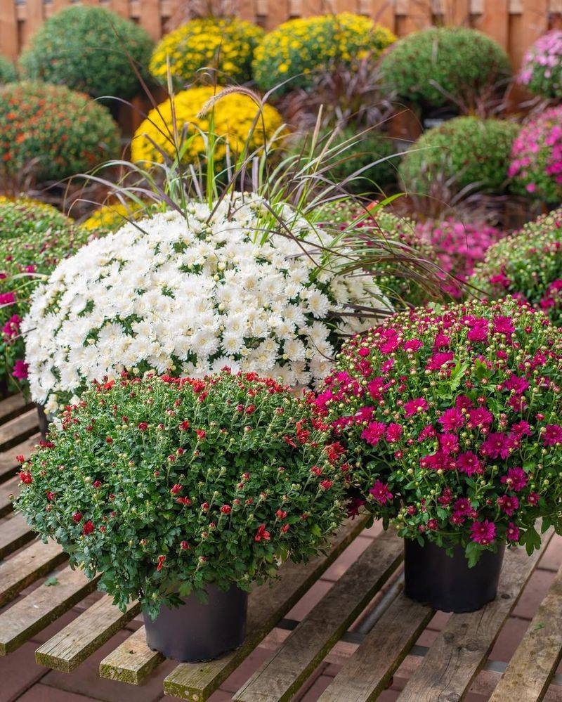 Choosing Plants That Are Already Fully Bloomed