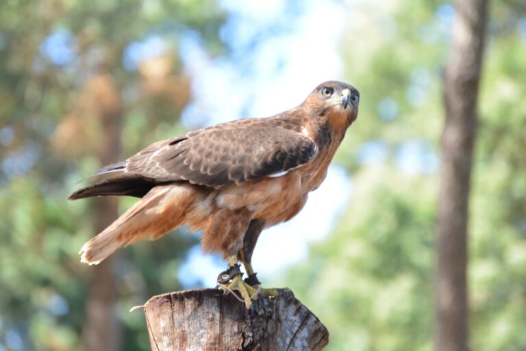 Red-Shouldered Hawk
