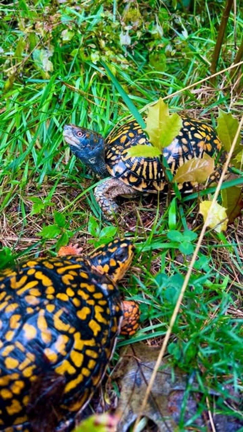 Eastern Box Turtle