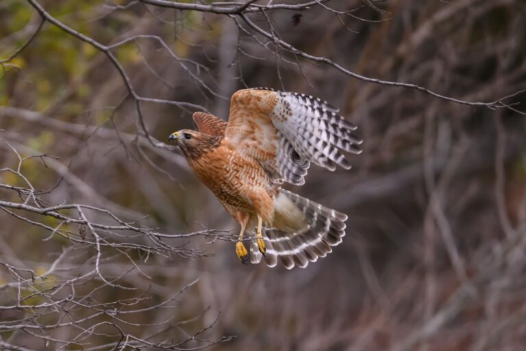 A red-shouldered hawk