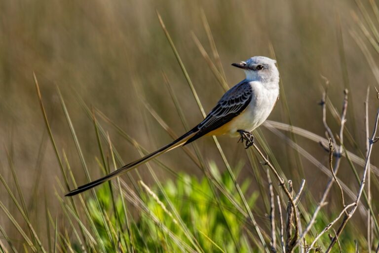 Scissor tailed flycatcher perched in grassy field