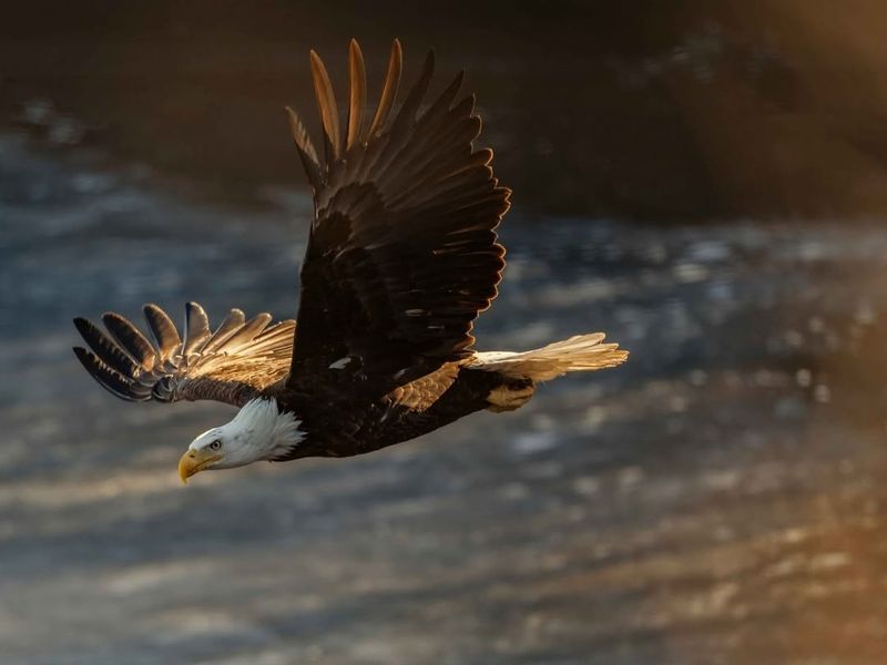 American Bald Eagle