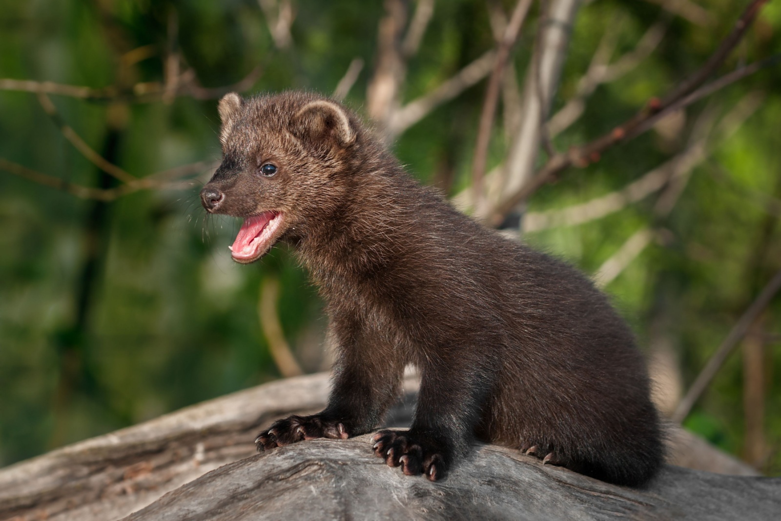 11 Creatures Oregon Homeowners Are Forbidden To Disturb