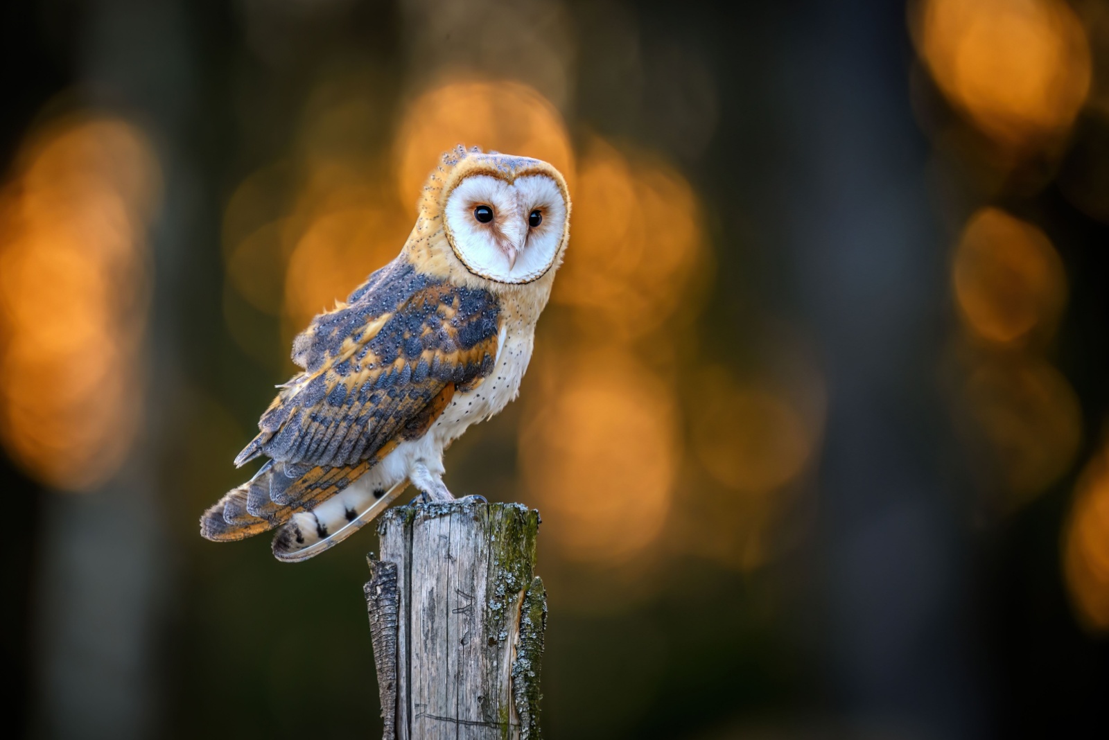 Barn owl close up ( Tyto alba )