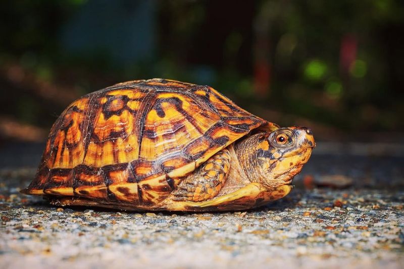 Eastern Box Turtle