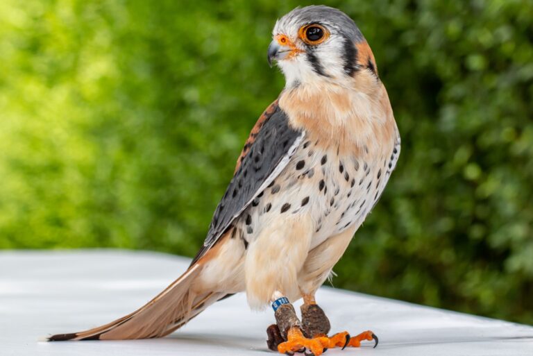 male American kestrel or falcon