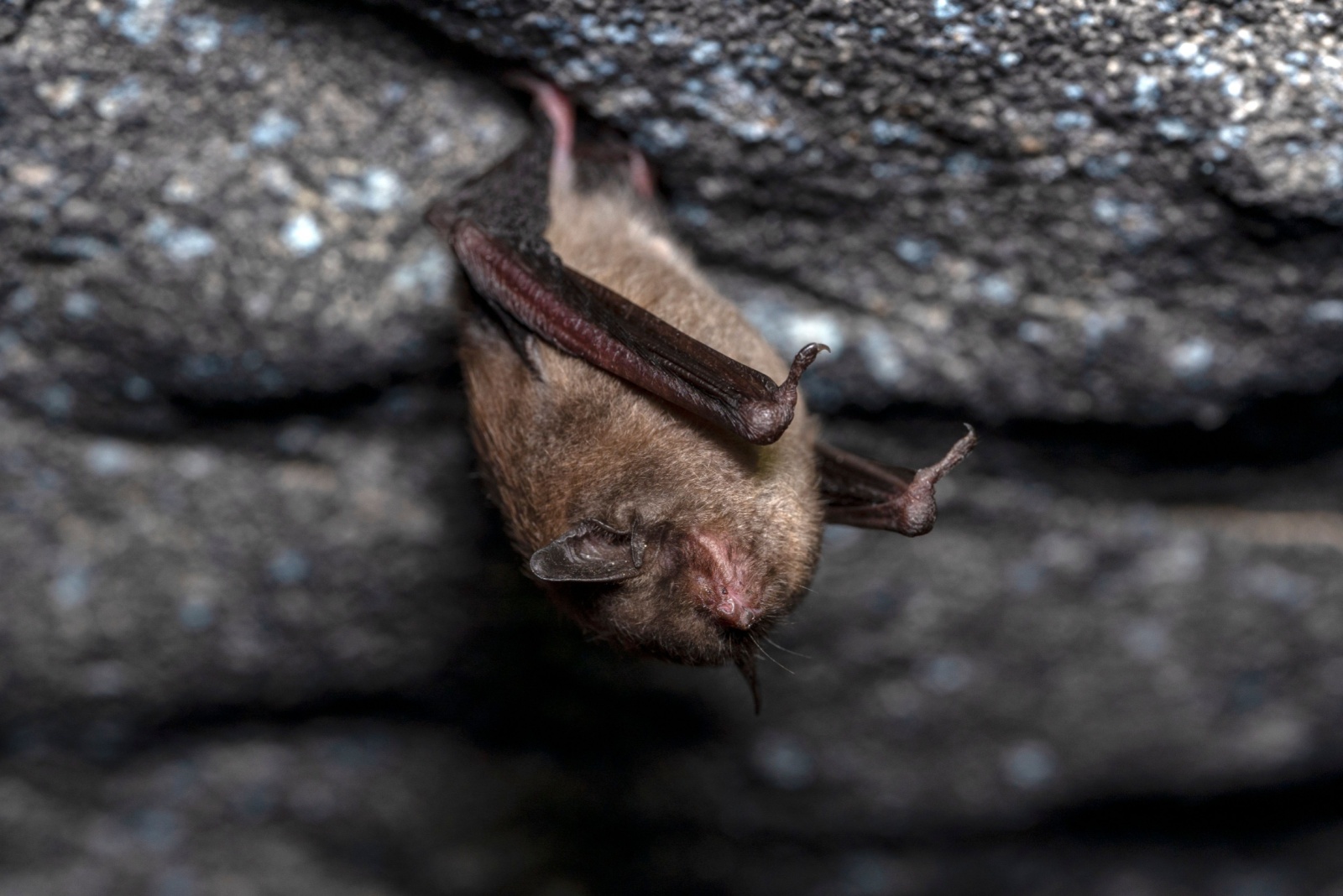 11 Creatures You Cannot Legally Remove In Indiana Homes And Gardens