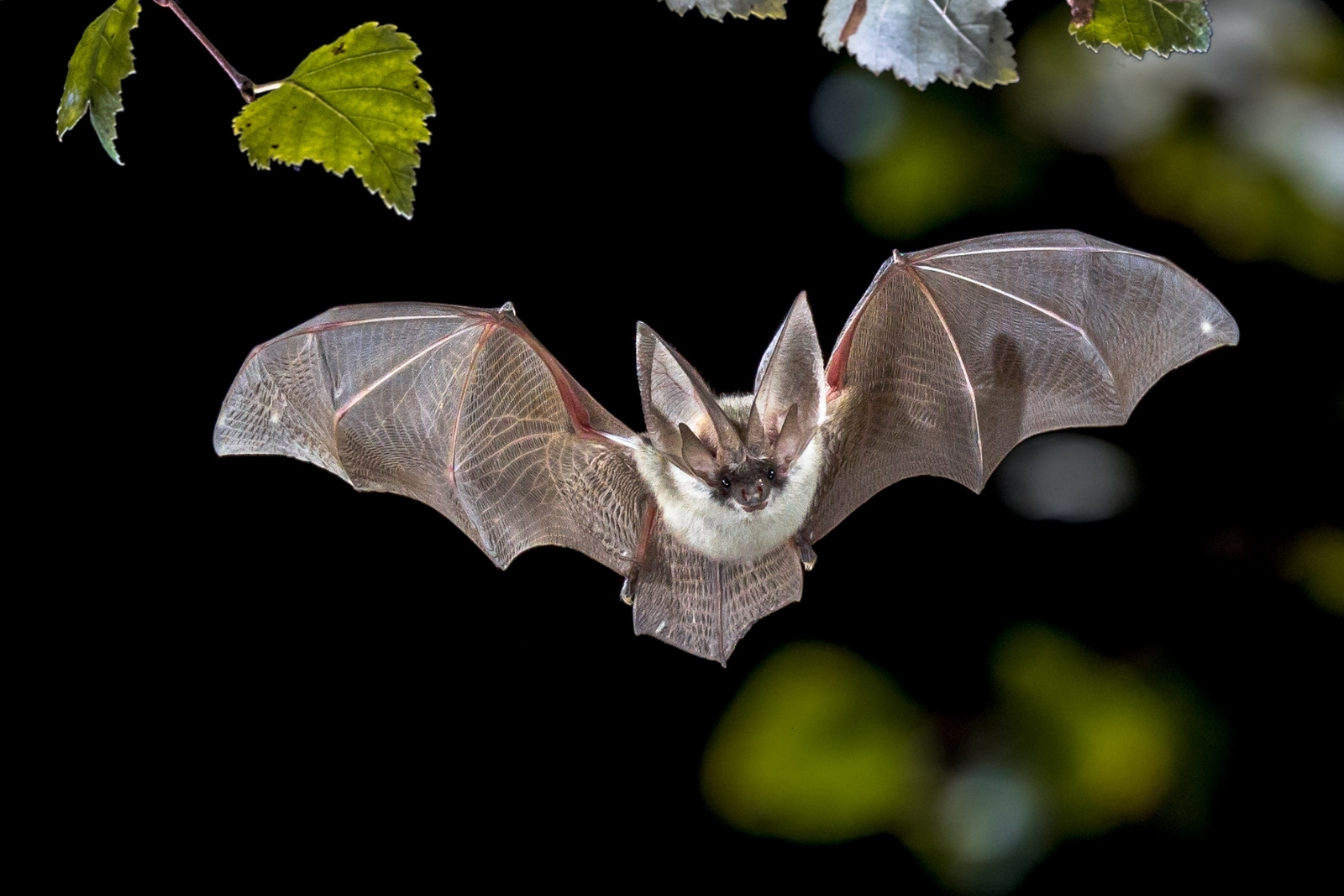 11 Creatures You Can’t Legally Remove From Michigan Homes And Gardens