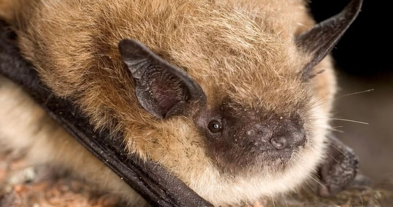 Bats