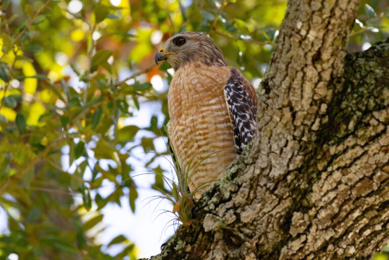 red shouldered hawk sitting on a branch